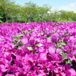 Árboles Fantasma: Engaños de acero en la Gran Guerra