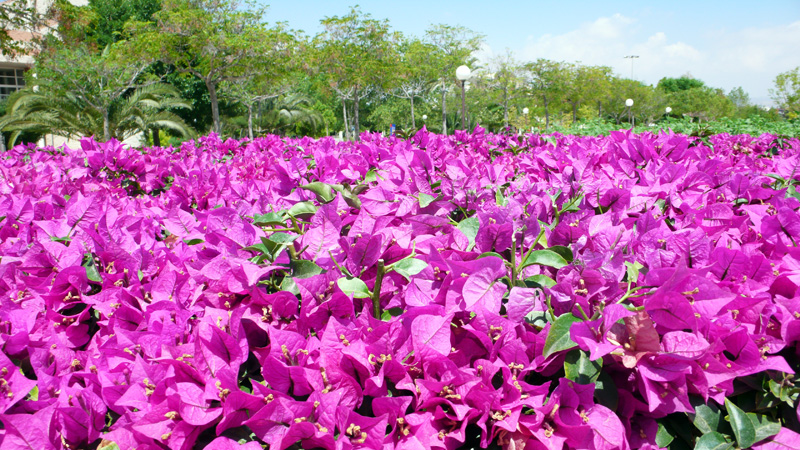 Árboles Fantasma: Engaños de acero en la Gran Guerra