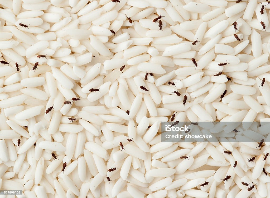 Gusanos: El alimento de la Gran Guerra